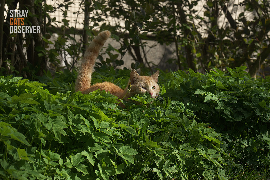 A ginger cat makes its way through the tall grass, looking at us