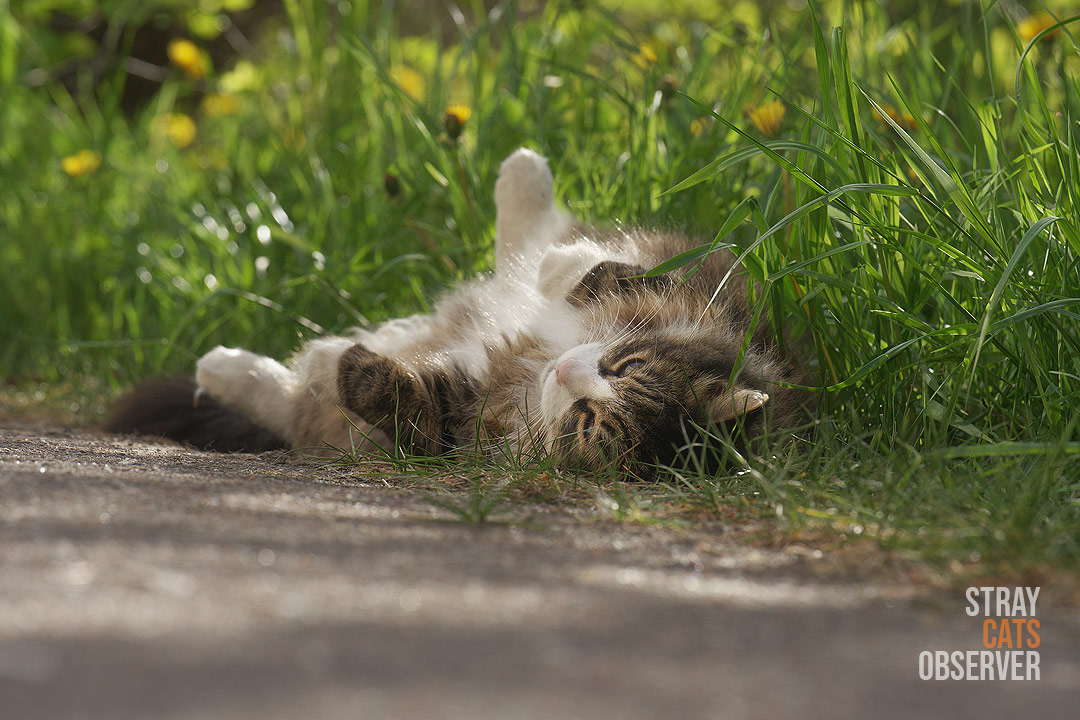 A striped fluffy cat lies on its back, exposing its tummy to the sun