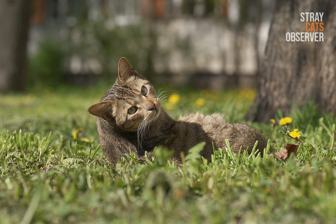 A tabby cat resting in the grass turned towards us