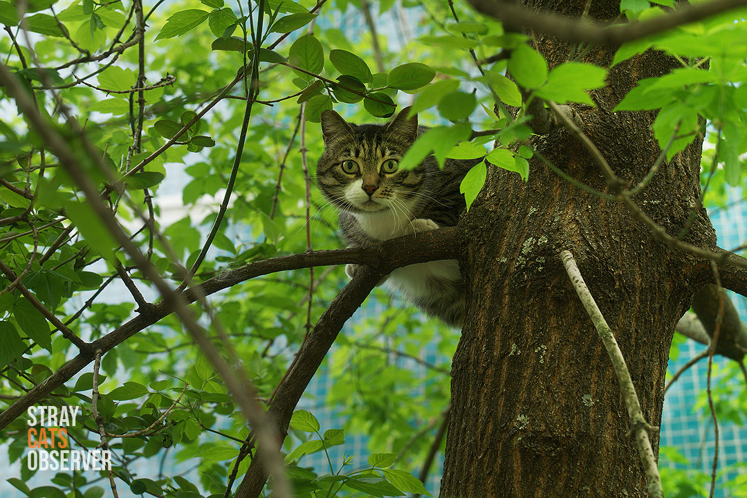 A tabby cat sits on a tree and looks at us in surprise