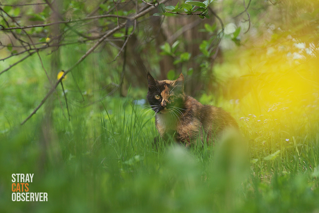 A tortoiseshell cat is sitting on the lawn