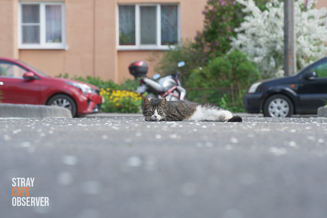 A tabby cat lay down in the middle of the driveway