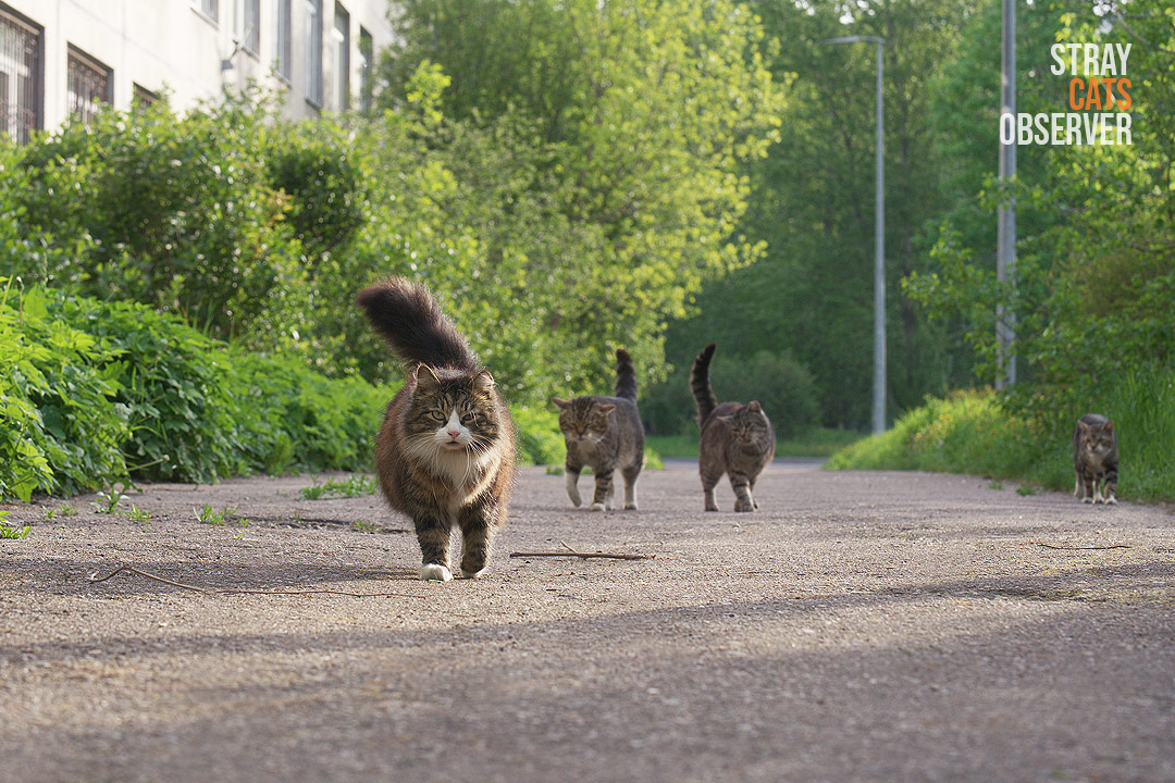 Four cats are moving towards us
