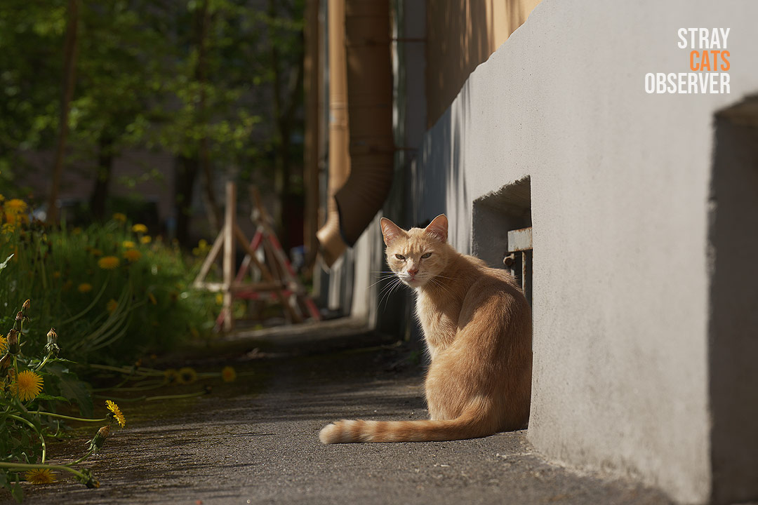 A ginger cat sits against the wall of a house and looks at us attentively over its shoulder