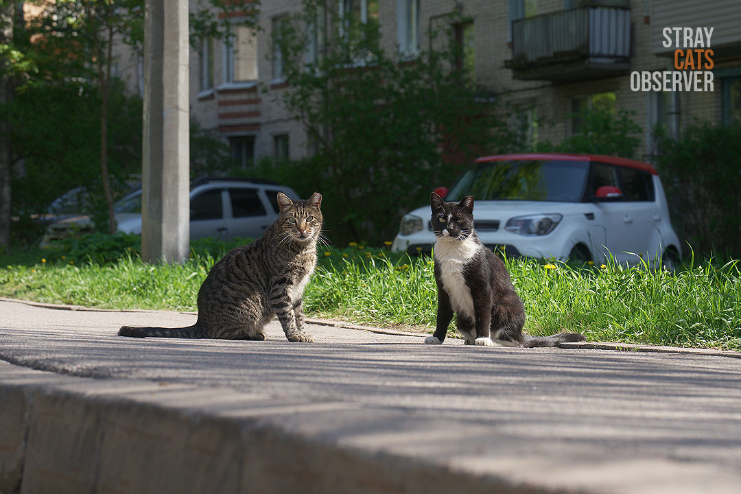 A tabby cat and a black and white cat sit next to each other on the sidewalk