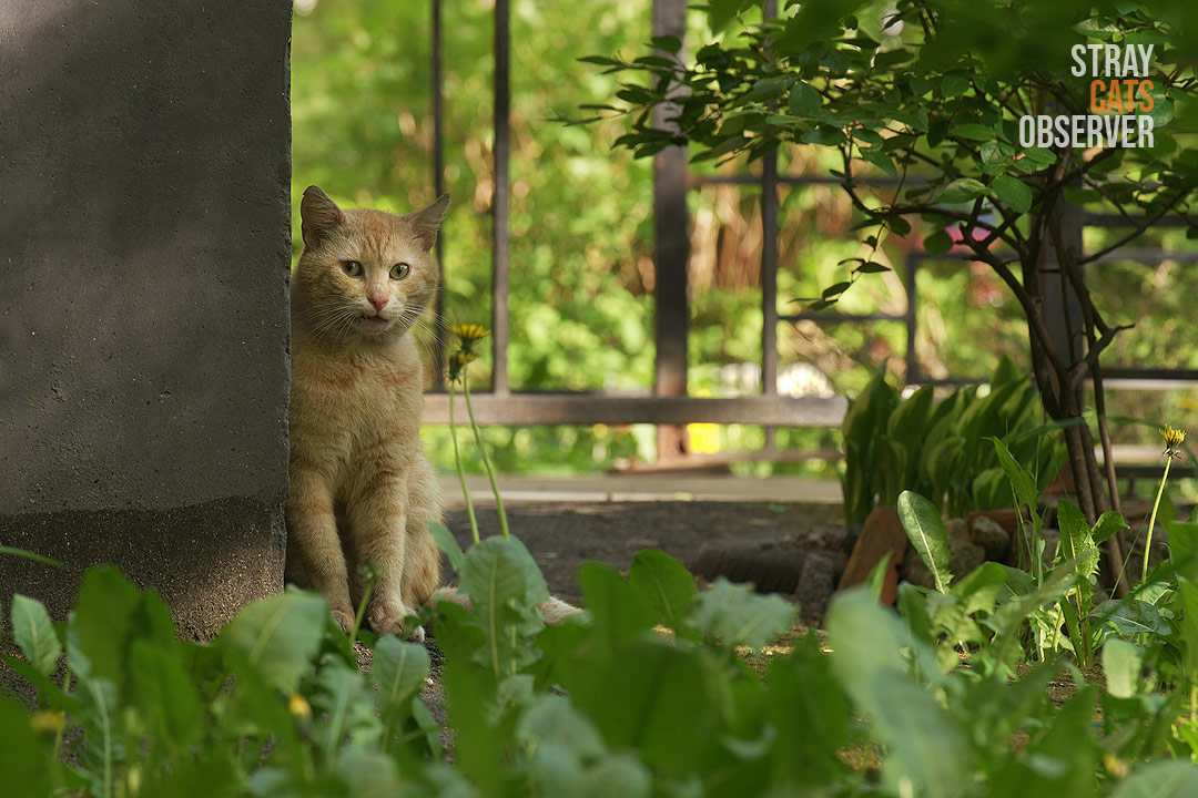 An orange cat is sitting around the corner, watching us warily