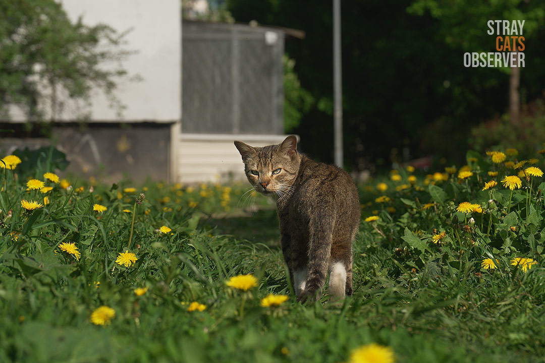 The tabby cat turned to look at us as he walked away down the path