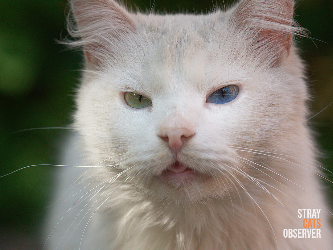 Close-up portrait of a white cat