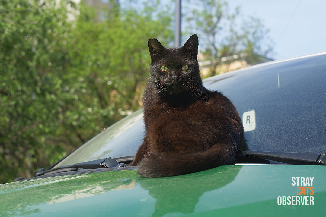 A black cat sits on the hood of a car and looks at us in surprise