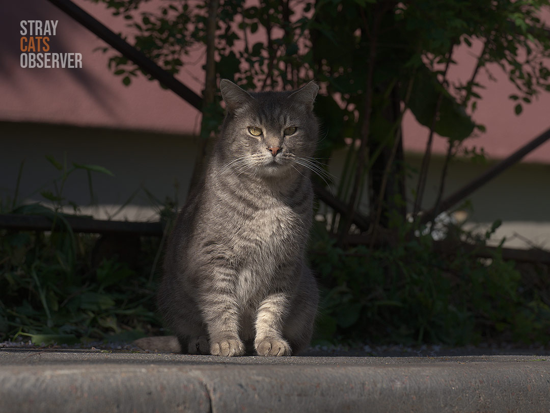 A gray tabby cat sits on the sidewalk, half in the shade