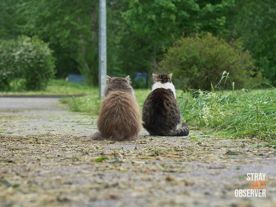 Two cats sit side by side with their backs to us among the mown grass