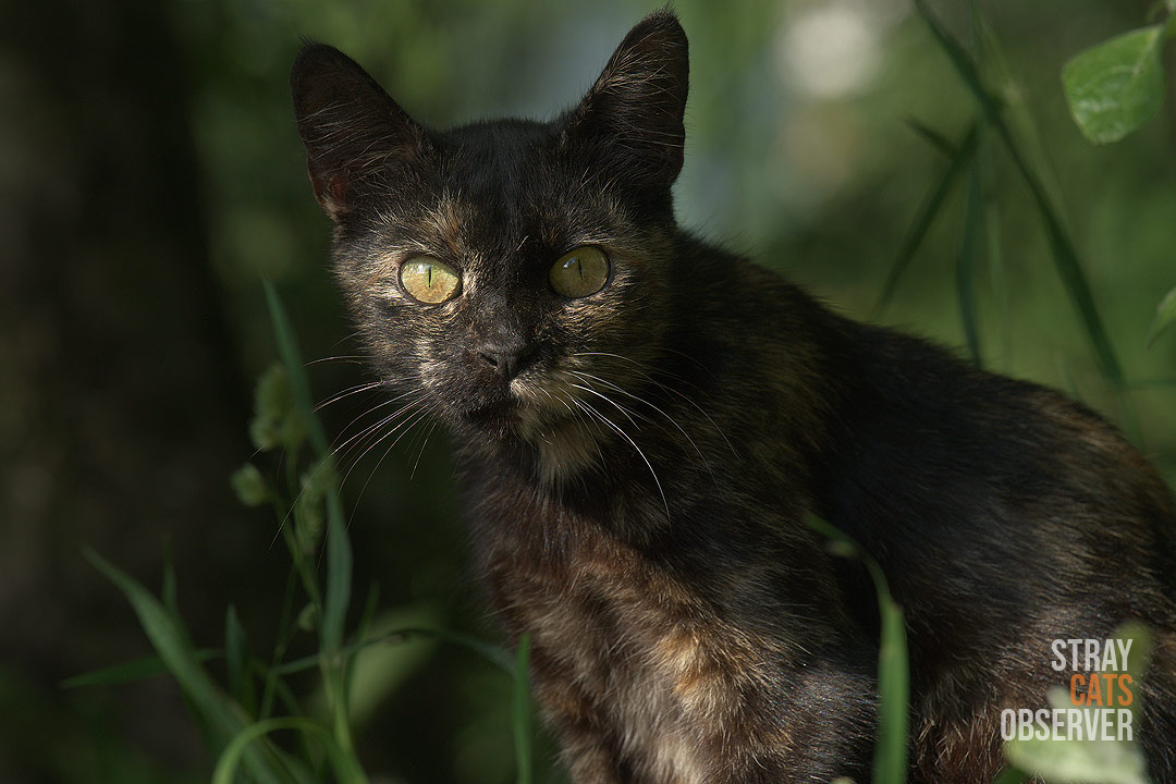 Close-up portrait of a tortoiseshell cat