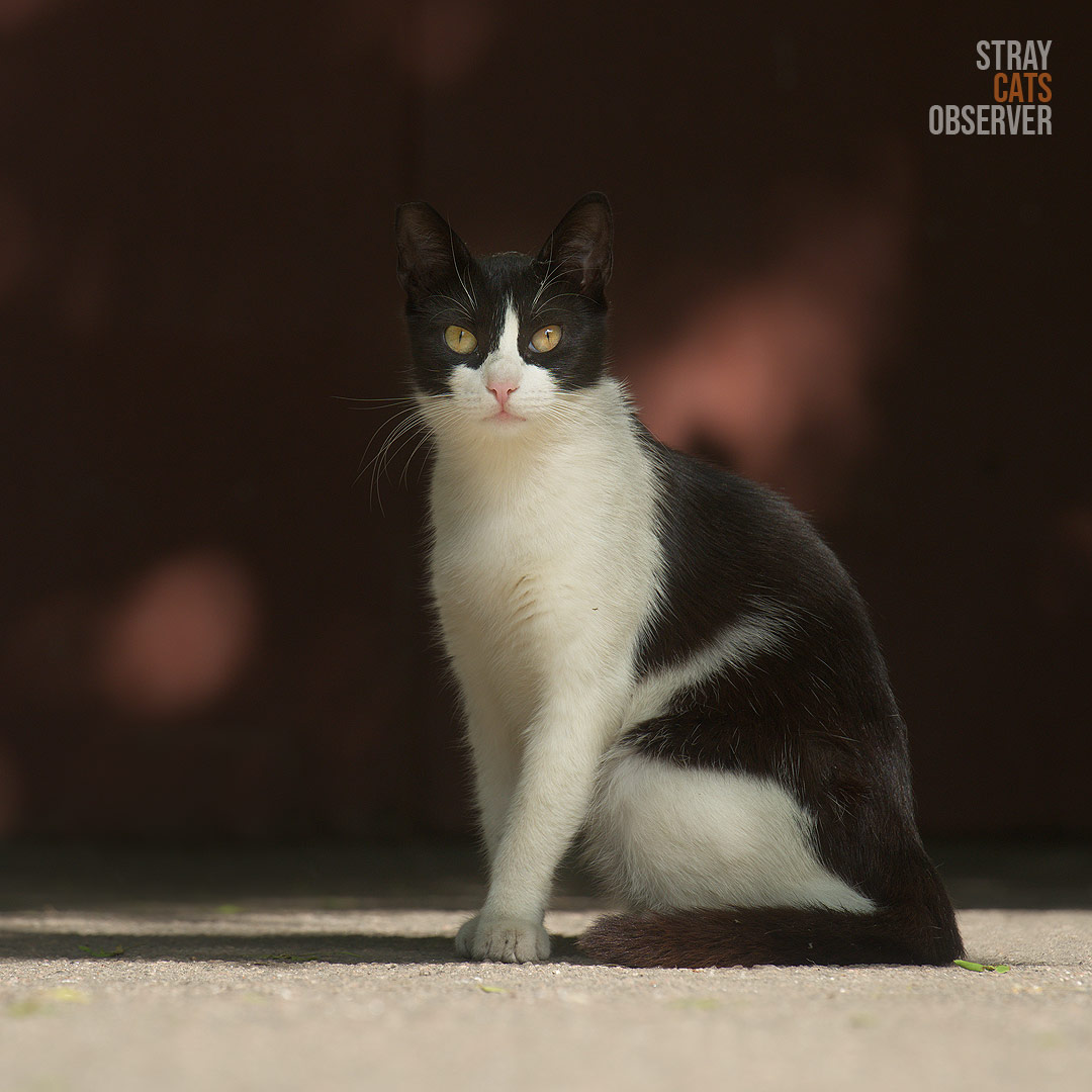 A black and white cat sits in the sun