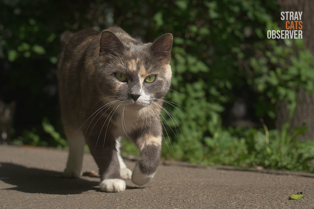 A blue tortoiseshell cat approaches us with determination