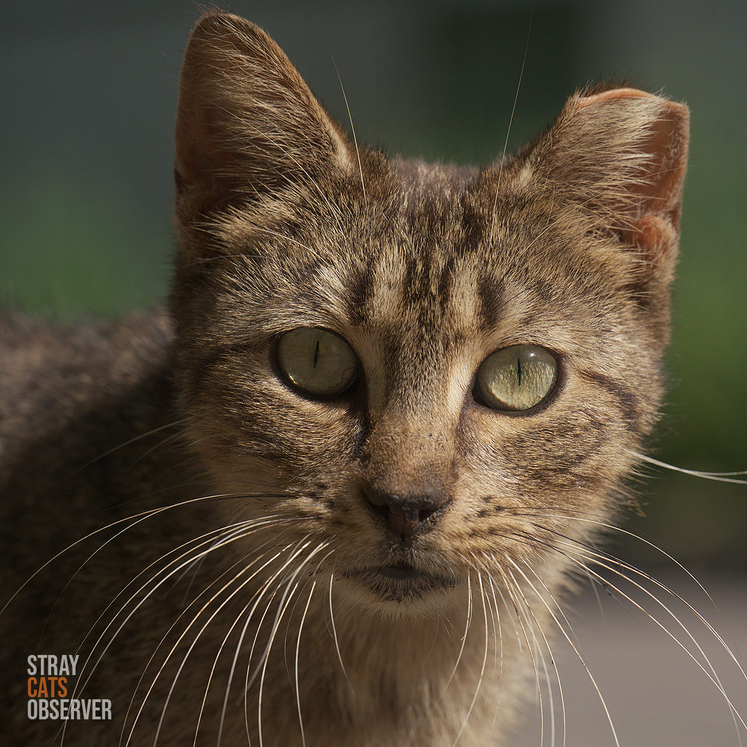 Close-up portrait of a tabby cat