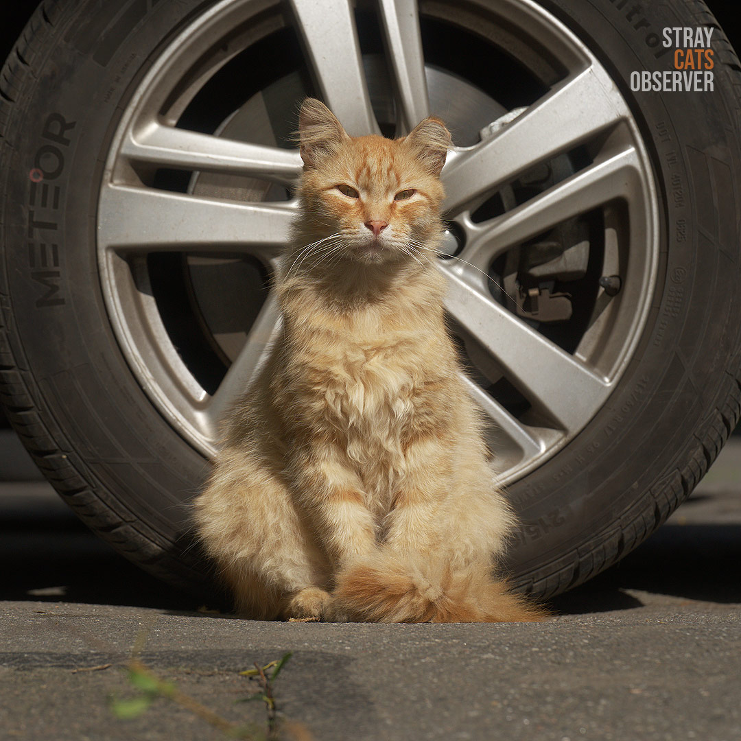A fluffy ginger cat sits in front of a car wheel