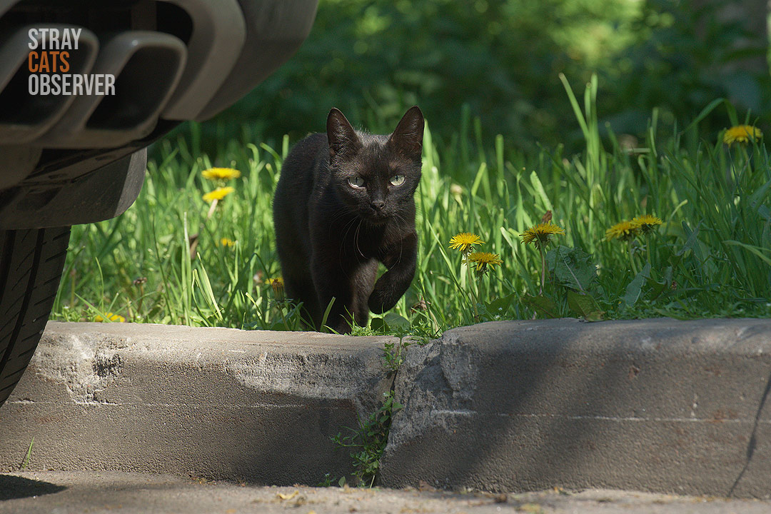 A black cat is approaching us