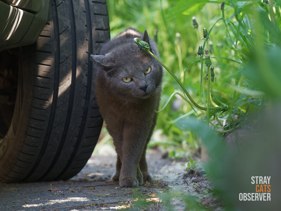 The grey cat looks at us with a threatening expression