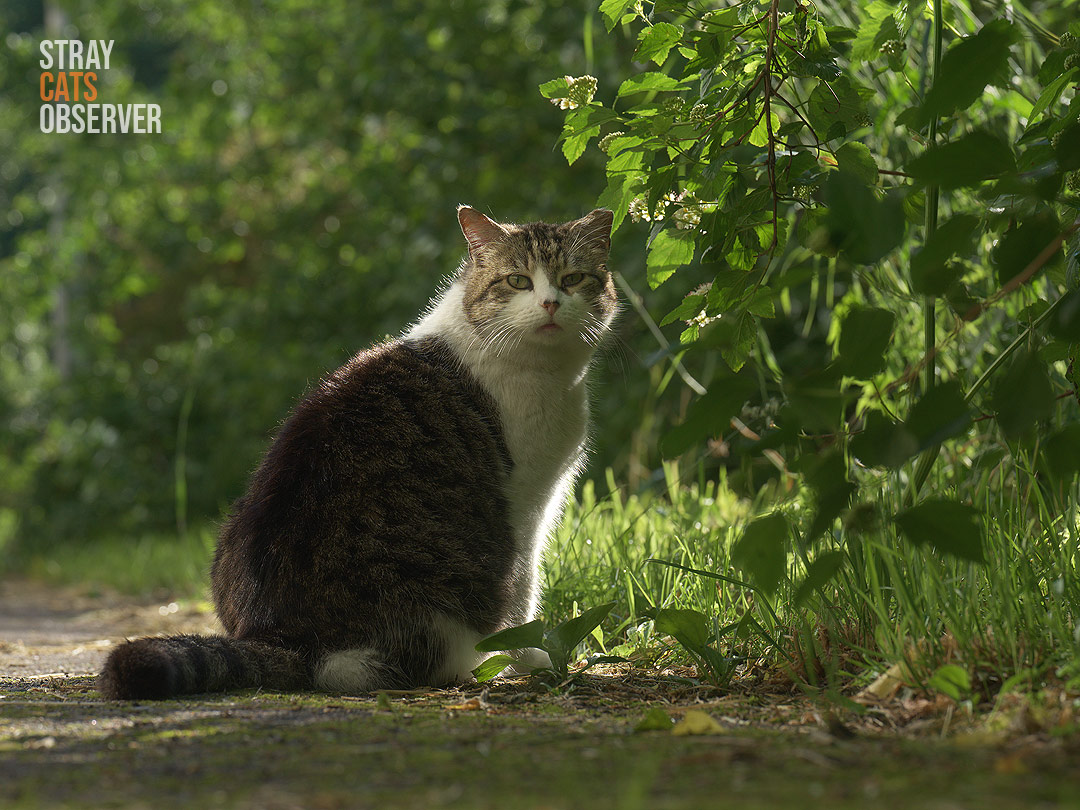 A tabby cat sits in the shade of a bush at dawn