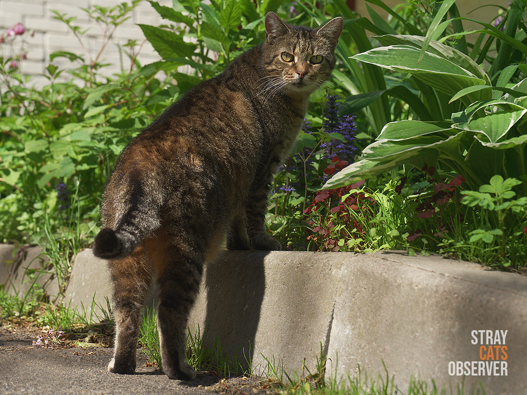A tabby cat stands with its front paws on the curb and looks at us half-turned