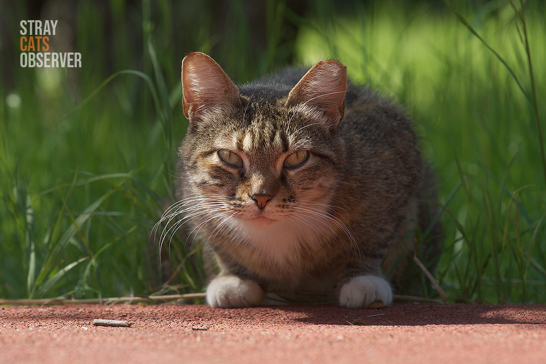 A tabby cat peeks out from the tall grass onto a path