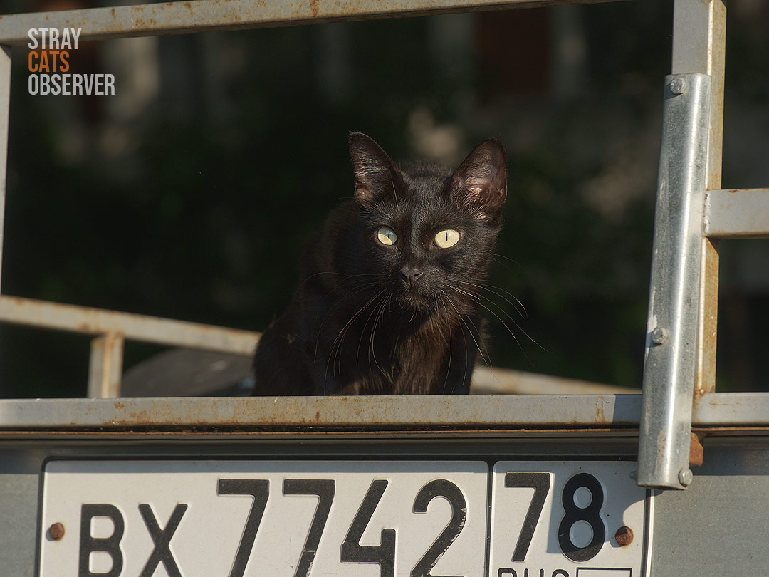 A black cat sits on a semi-trailer and looks at us with bewilderment