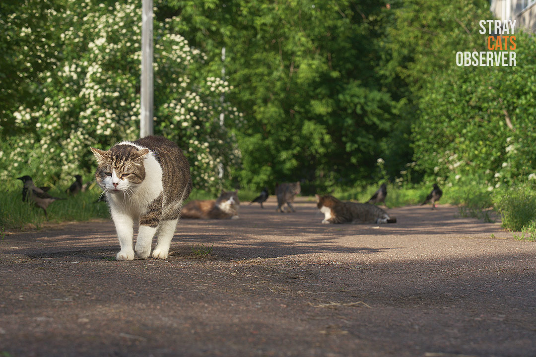 A tabby cat slowly approaches us, leaving the resting cats behind