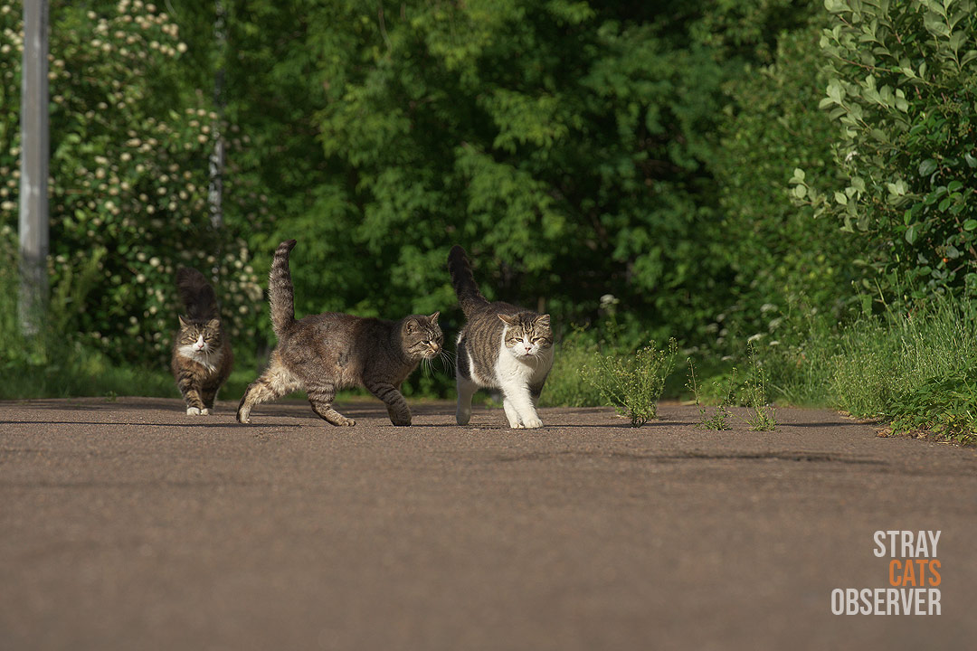 Cats communicate on the move, heading towards us