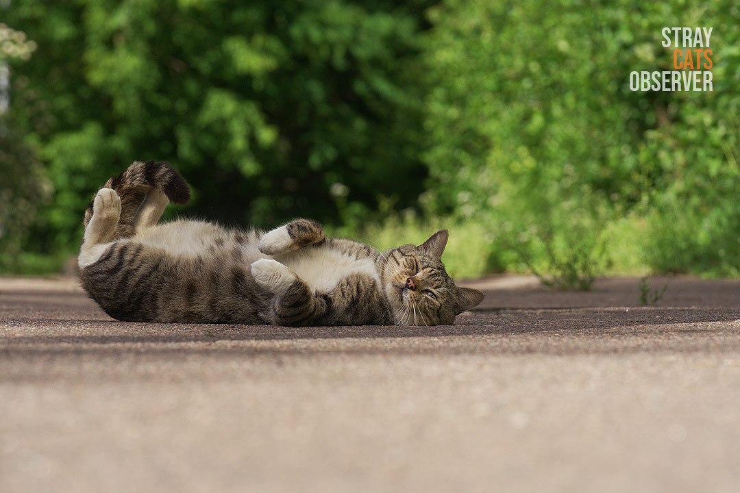A tabby cat lies on its back with a contented look