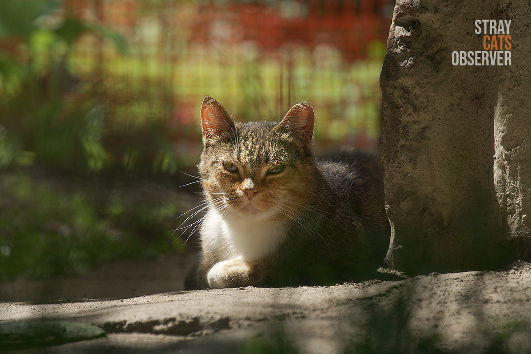 A calico cat hid from the wind around the corner