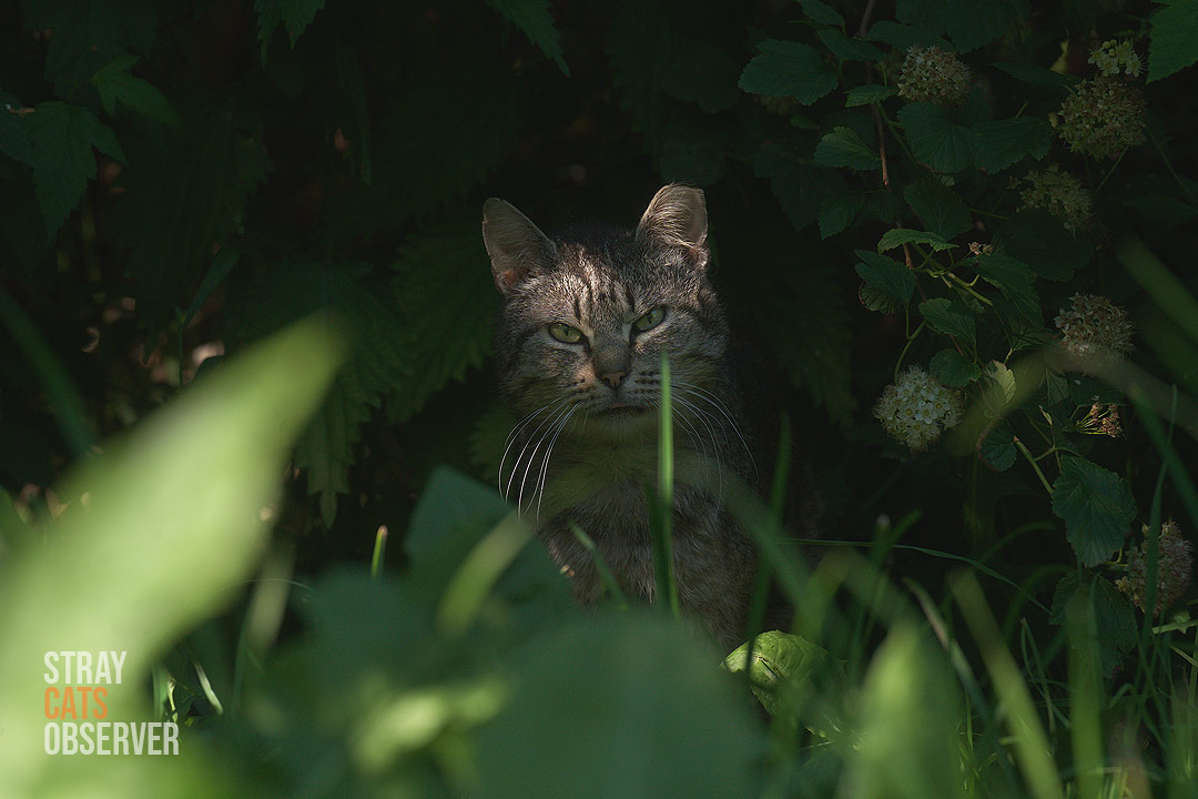 A tabby cat sits in the shade of the bushes and looks at us