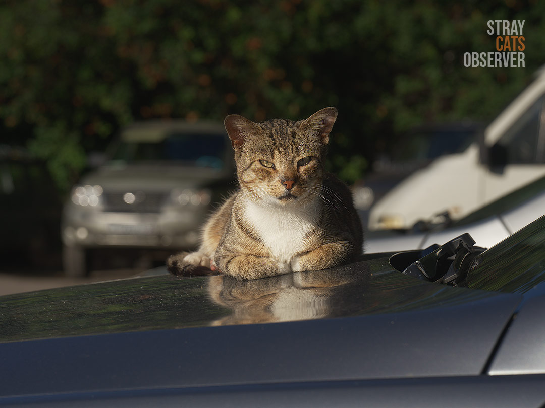 A tabby cat lies on the hood of a car in the morning sun