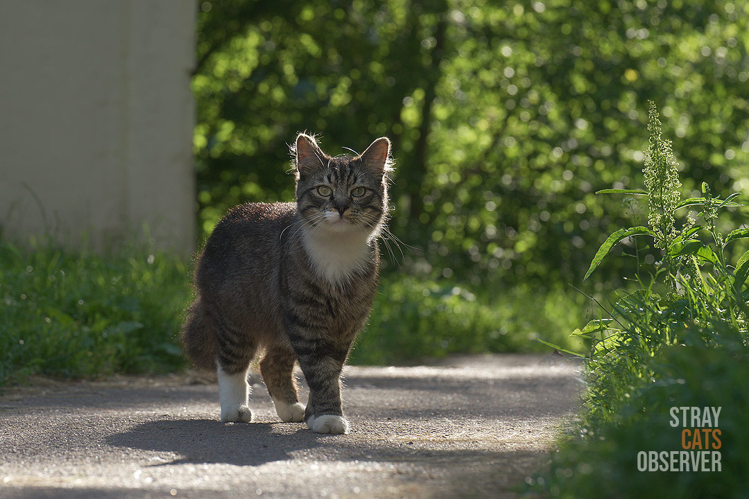 A fluffy tabby cat stands on a path illuminated by the sun from behind