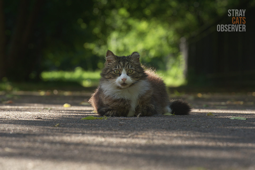 A fluffy tabby cat lies in the shade on a path