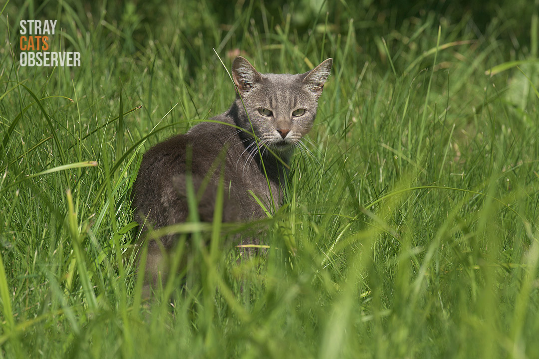 A grey cat stands in the sun in the tall grass and looks at us half-turned