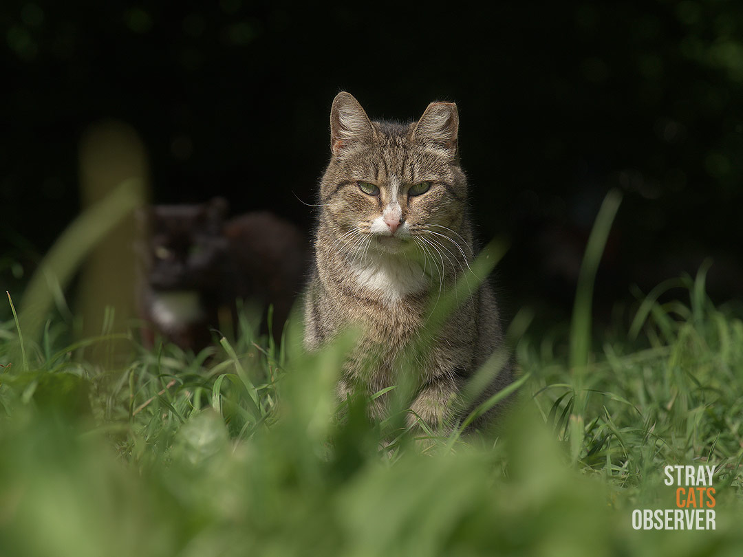 A tabby cat sits in the grass with a stern expression on his face