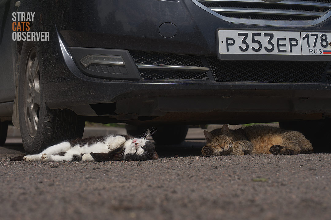 Two cats sleep under a car