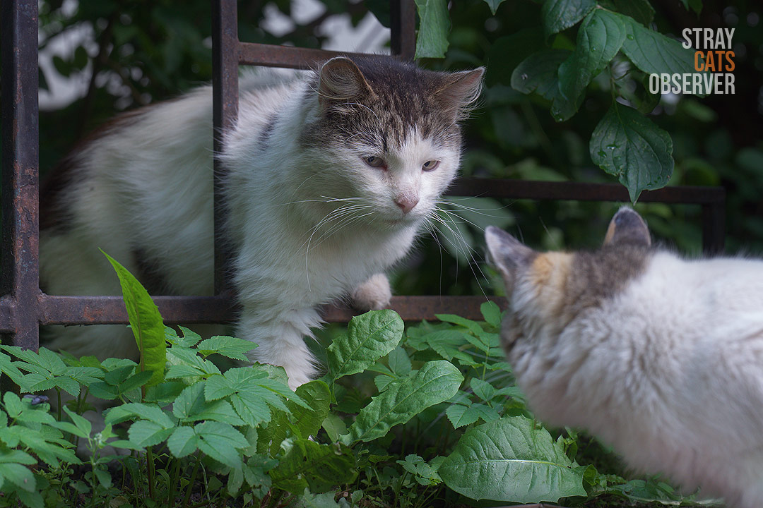 A fluffy cat poked its head through the bars of a fence and looks at a calico cat