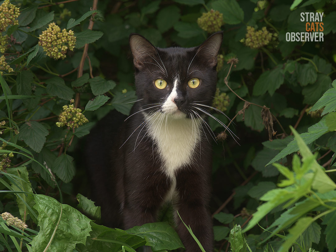 A black and white cat sits in the bushes and looks at us