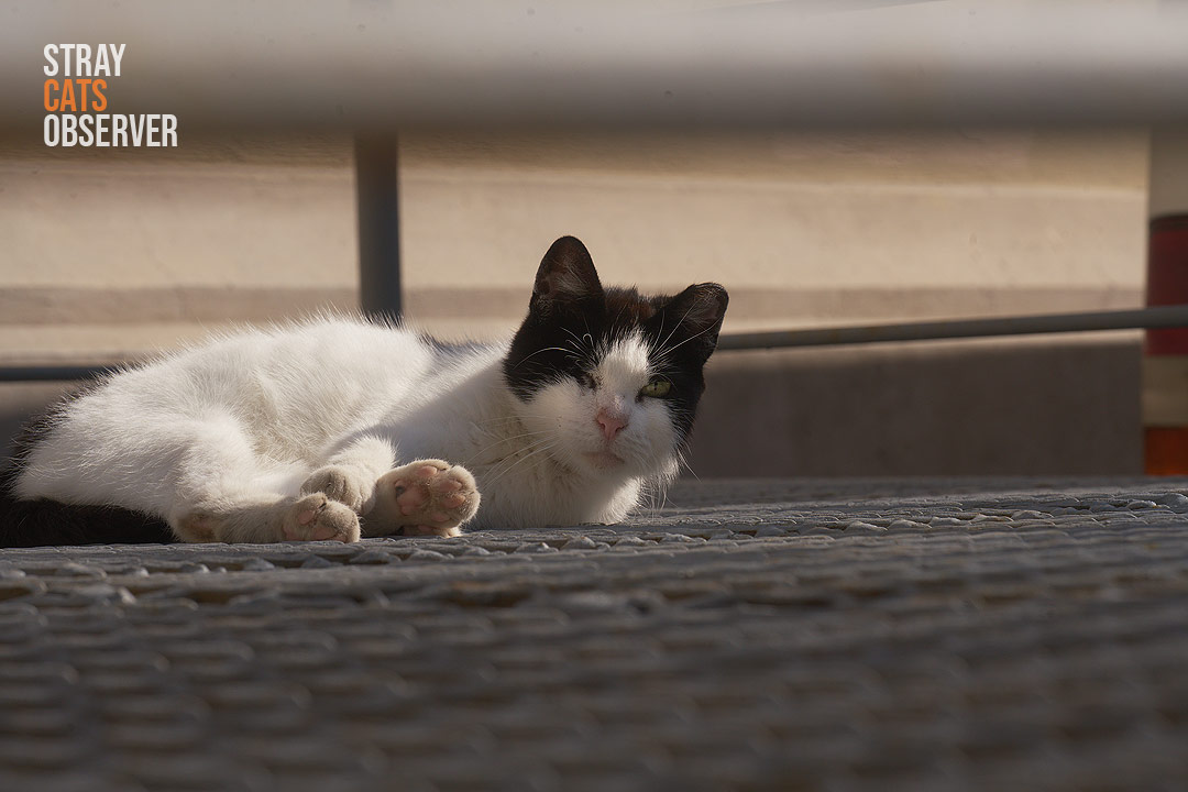 A one-eyed black and white cat lies on the landing of a metal staircase