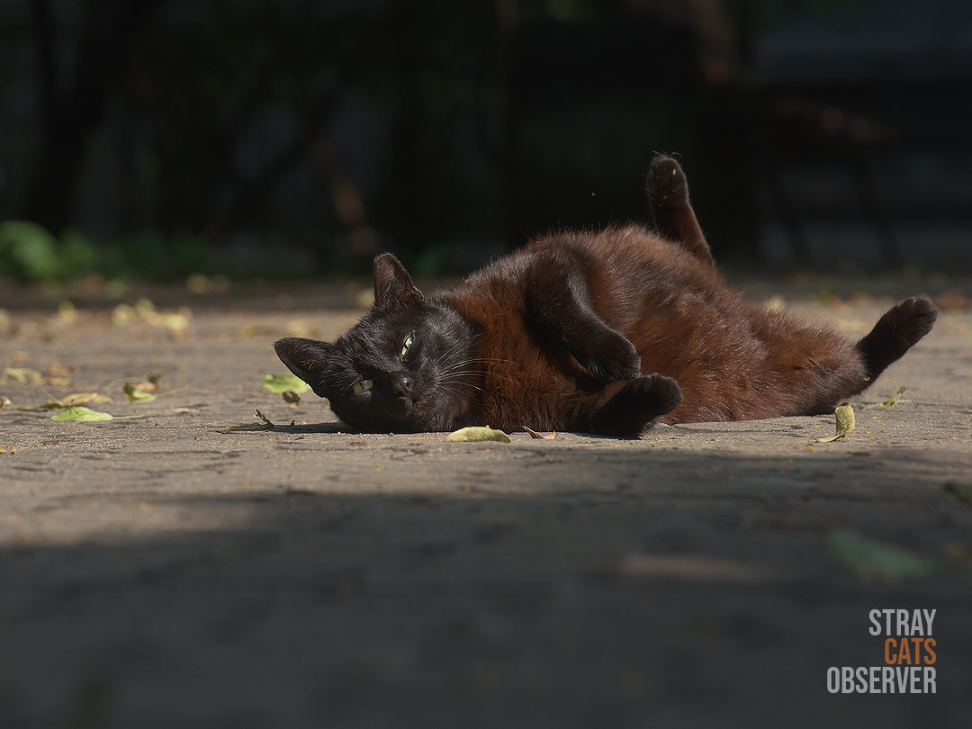 A black cat lies on her back in the sun