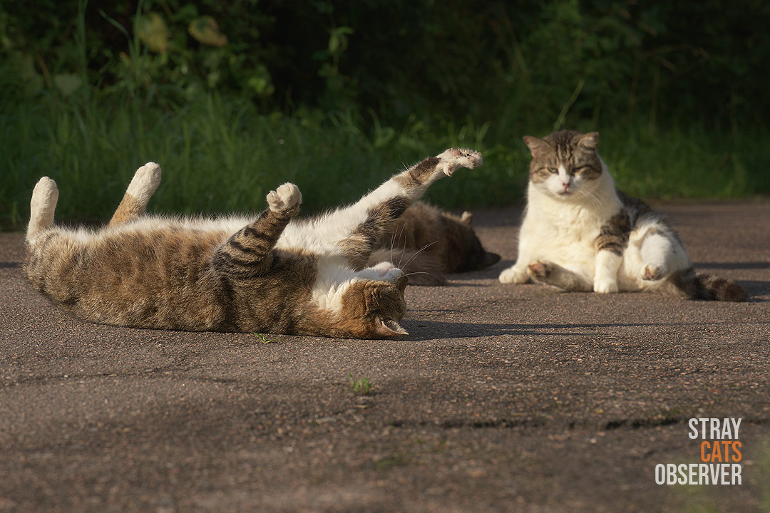 A tabby cat stretches while lying on its back in the sun among two other cats