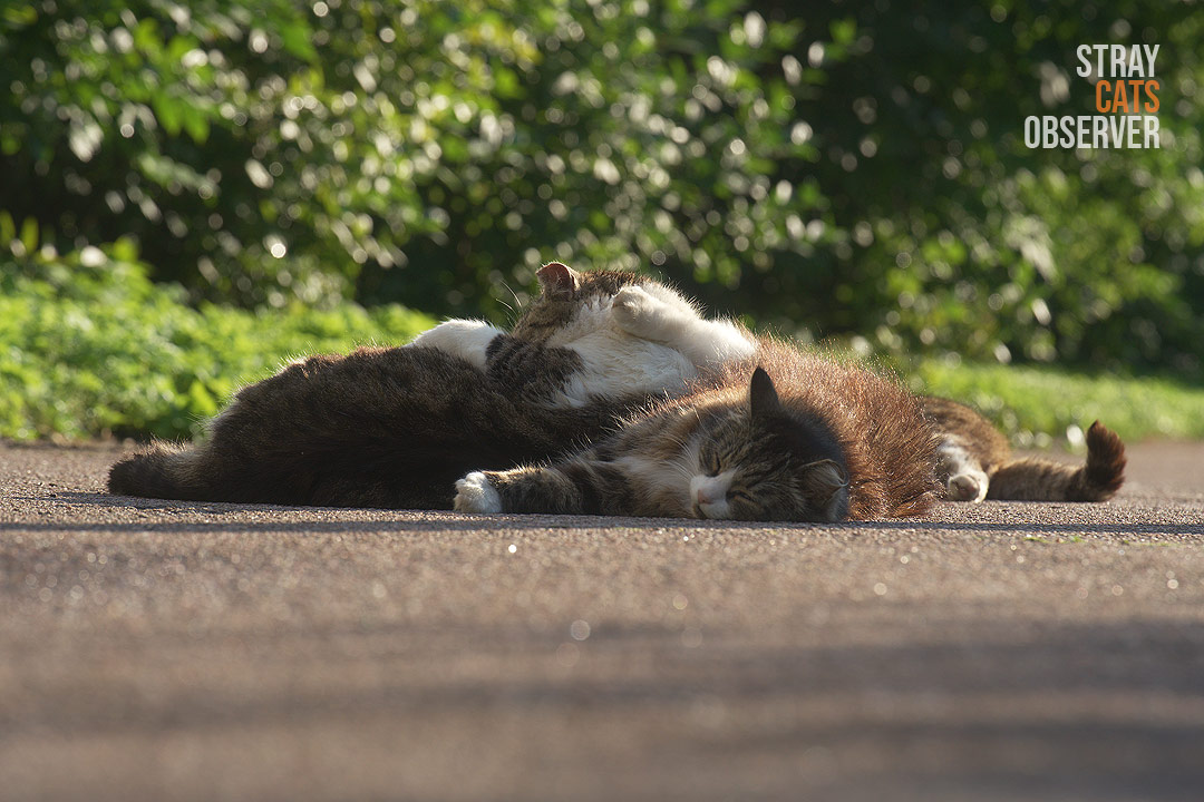 Three cats are lying leaning on each other
