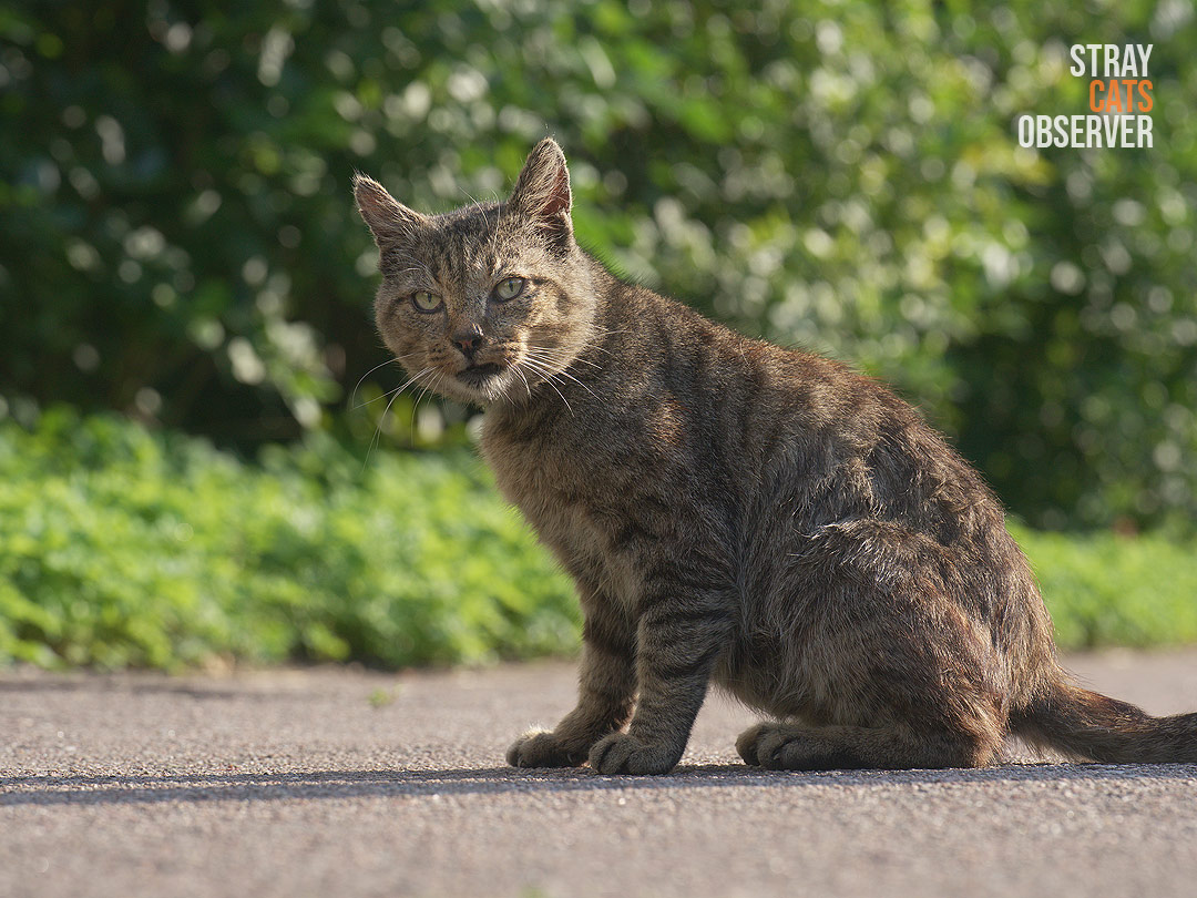 A tabby cat sits in profile towards us
