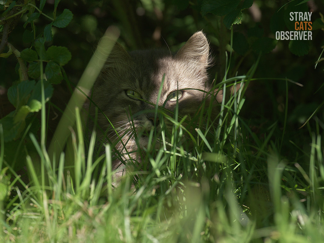 A fluffy cat is watching us, hiding in the bushes