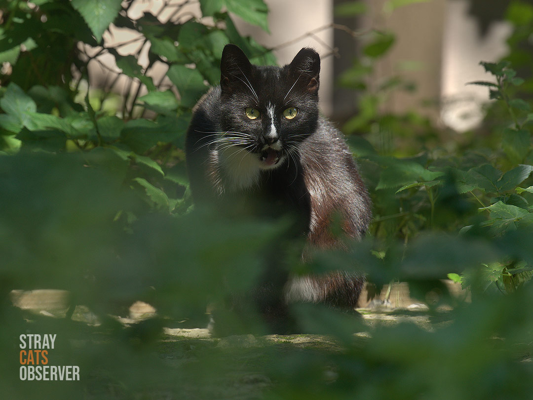 The black kitten looks at us with its mouth open in surprise