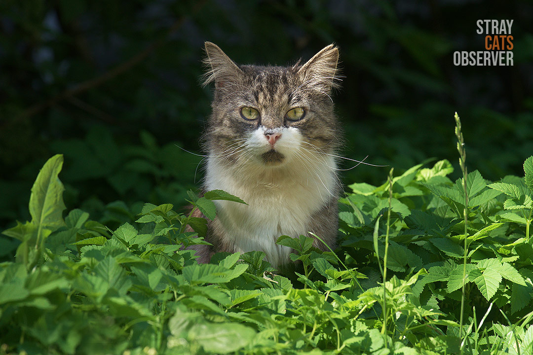 A fluffy cat looks at us from the tall grass