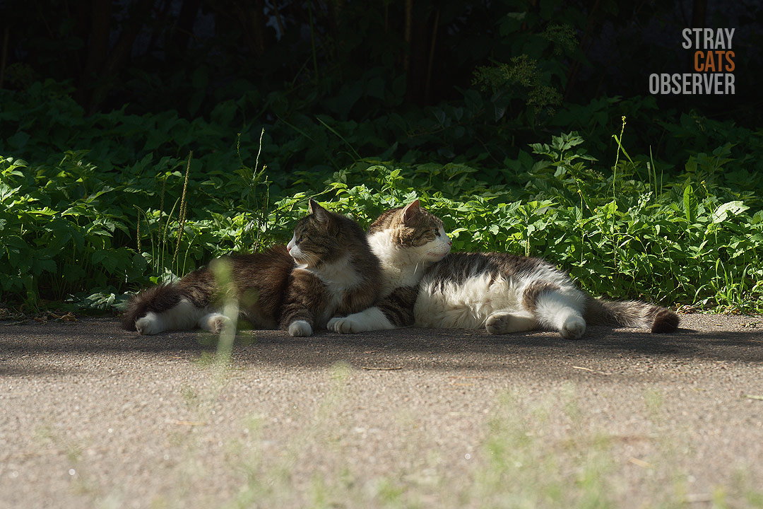 Two cats are lying next to each other and looking in opposite directions