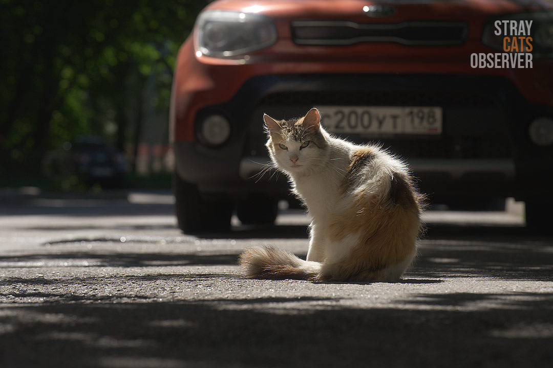 A calico cat sits in the sun on the side of the road and looks at us