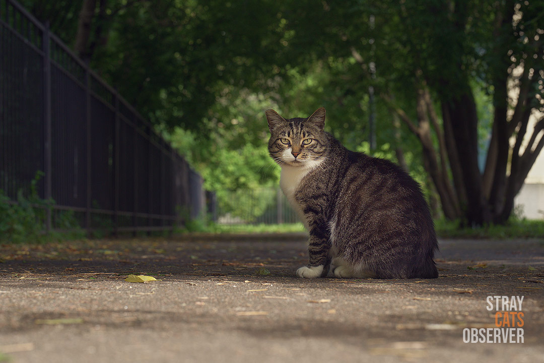 A tabby cat sits in a shady alley and looks at us
